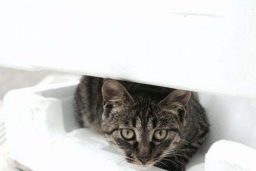 盒子里的猫,揭秘神秘生物的奇妙世界